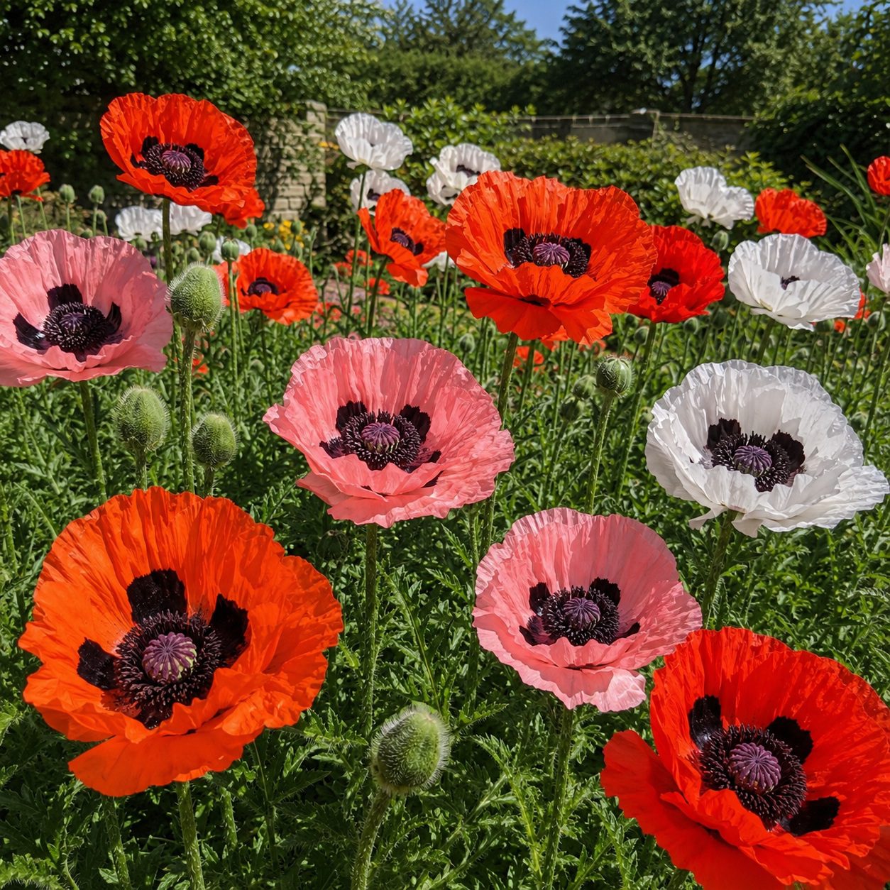 50 Hardy Perennial Giant Oriental Poppy Seeds Mix Papaver Wildflower Field Poppy 4