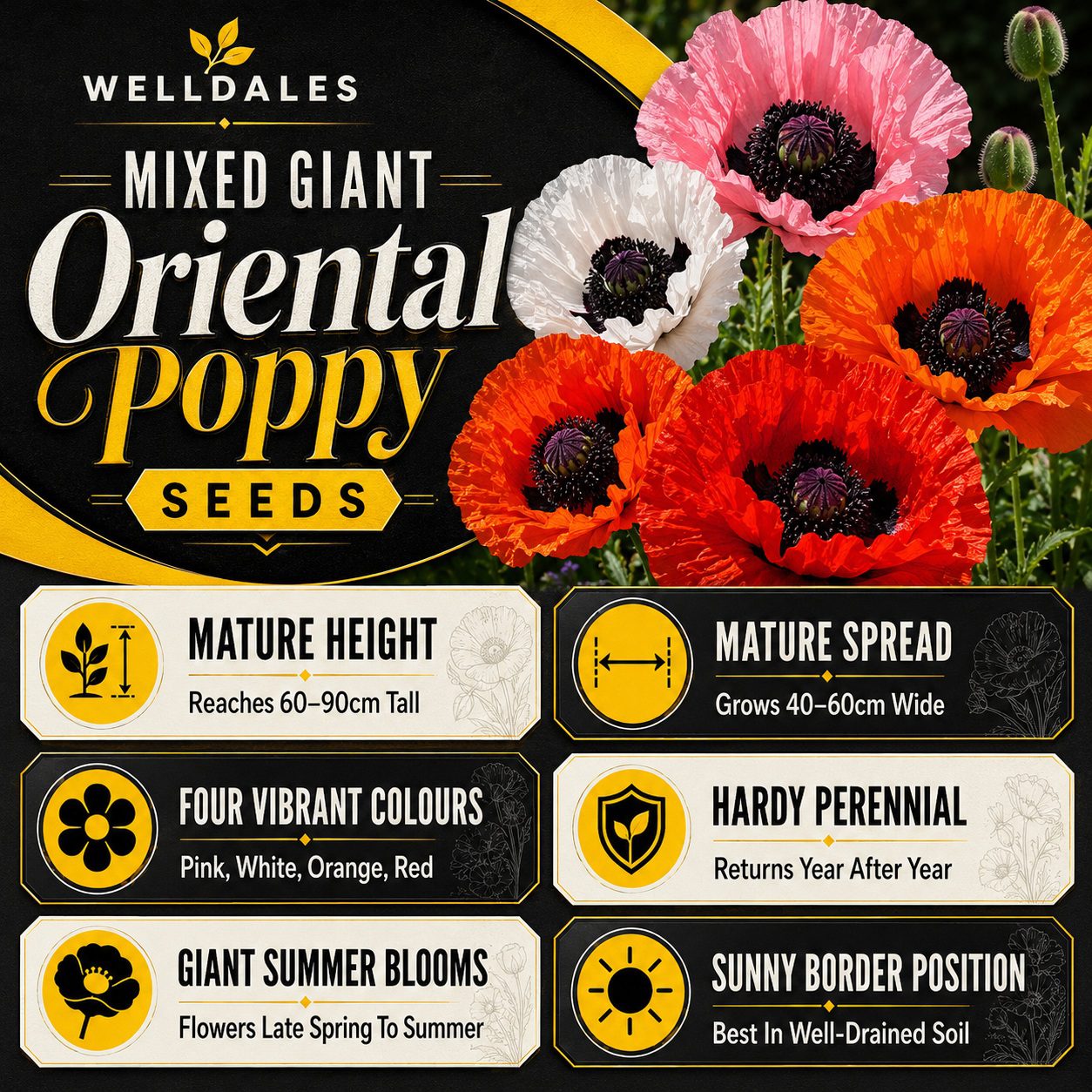50 Hardy Perennial Giant Oriental Poppy Seeds Mix Papaver Wildflower Field Poppy 5