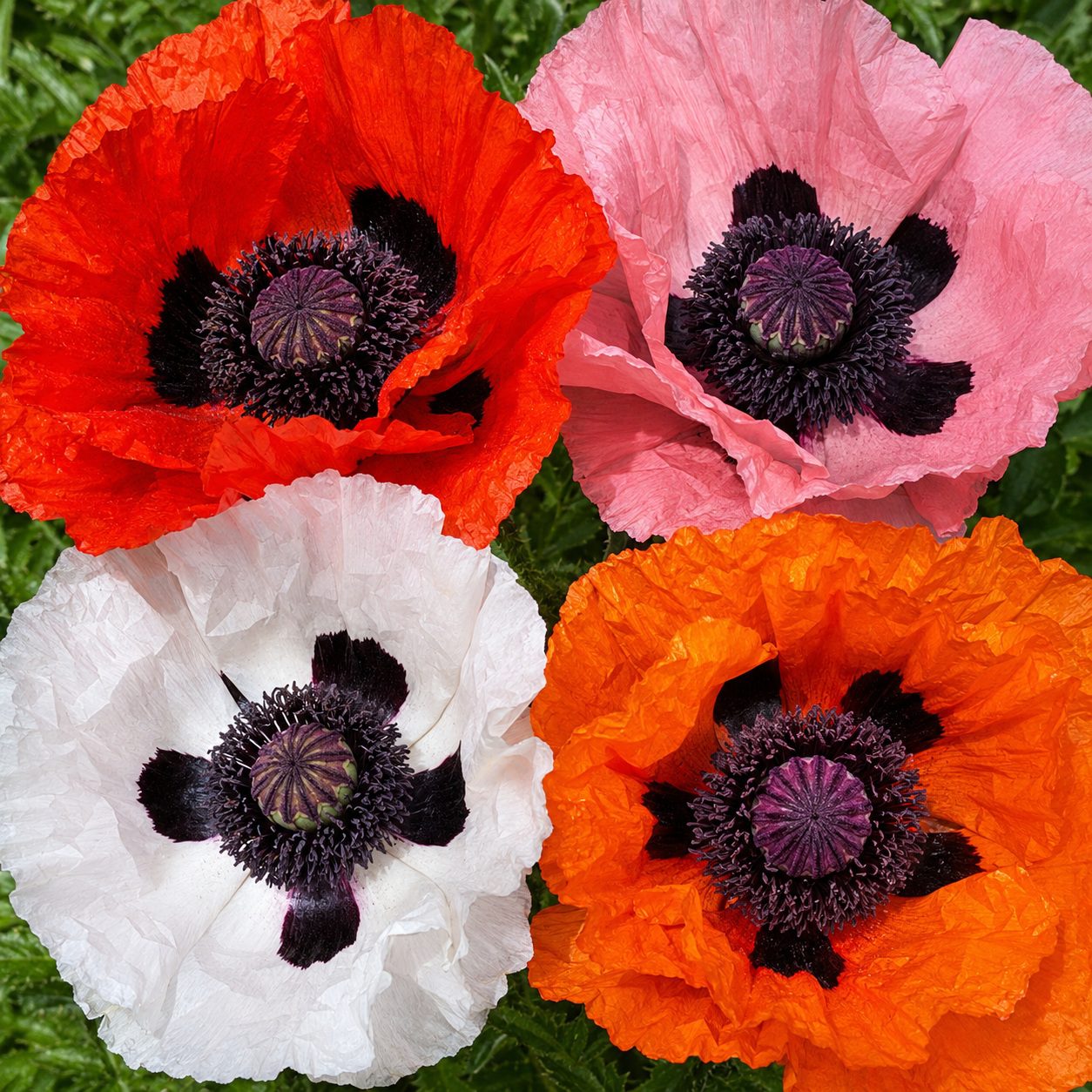 50 Hardy Perennial Giant Oriental Poppy Seeds Mix Papaver Wildflower Field Poppy