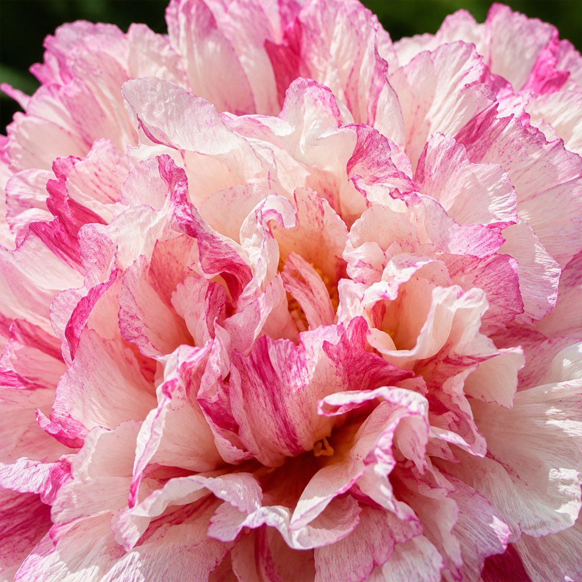50 Hardy Winter Giant Poppy Flower Seeds to Plant Frilly Double Papaver Peony 2