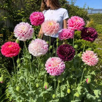 50 Hardy Winter Giant Poppy Flower Seeds to Plant Frilly Double Papaver Peony