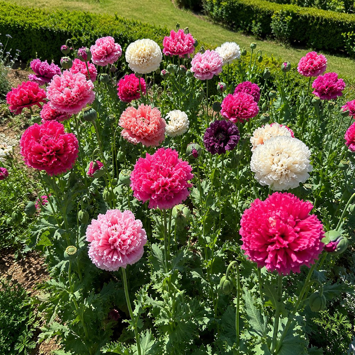 50 Hardy Winter Giant Poppy Flower Seeds to Plant Frilly Double Papaver Peony 4
