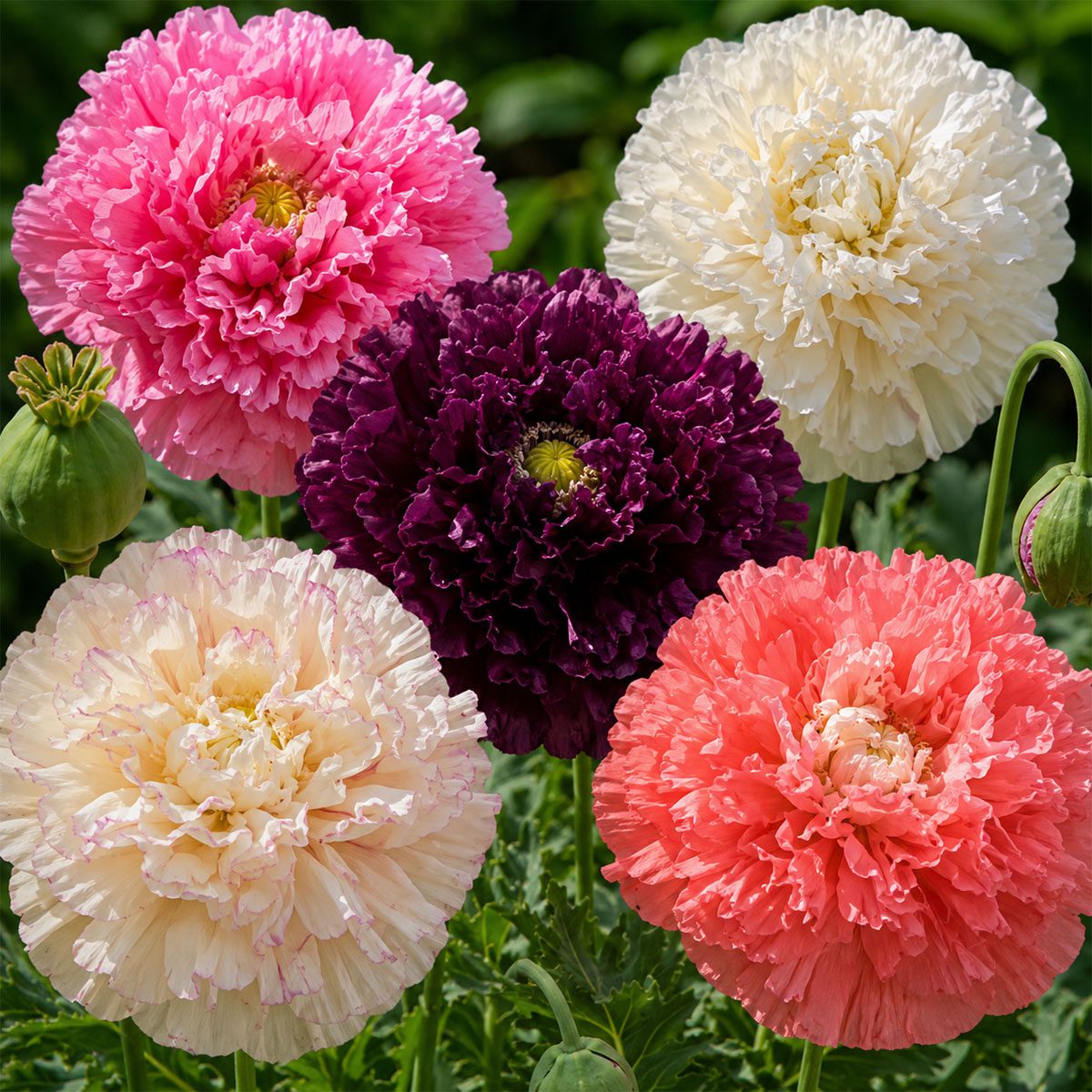 50 Hardy Winter Giant Poppy Flower Seeds to Plant Frilly Double Papaver Peony 5