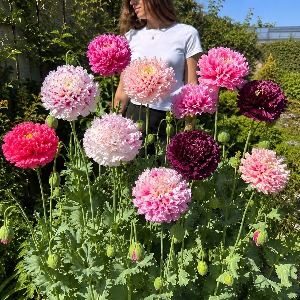 50 Hardy Winter Giant Poppy Flower Seeds to Plant Frilly Double Papaver Peony