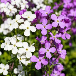 50 Mixed Perennial White & Pink Flower Seeds UK Hesperis Matronalis Sweet Rocket 6