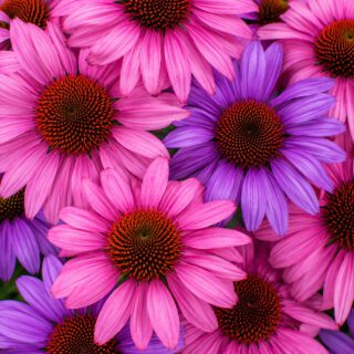 50 Pink & Purple Echinacea Coneflower Seeds UK Hardy Perennial Flower for Pots 2