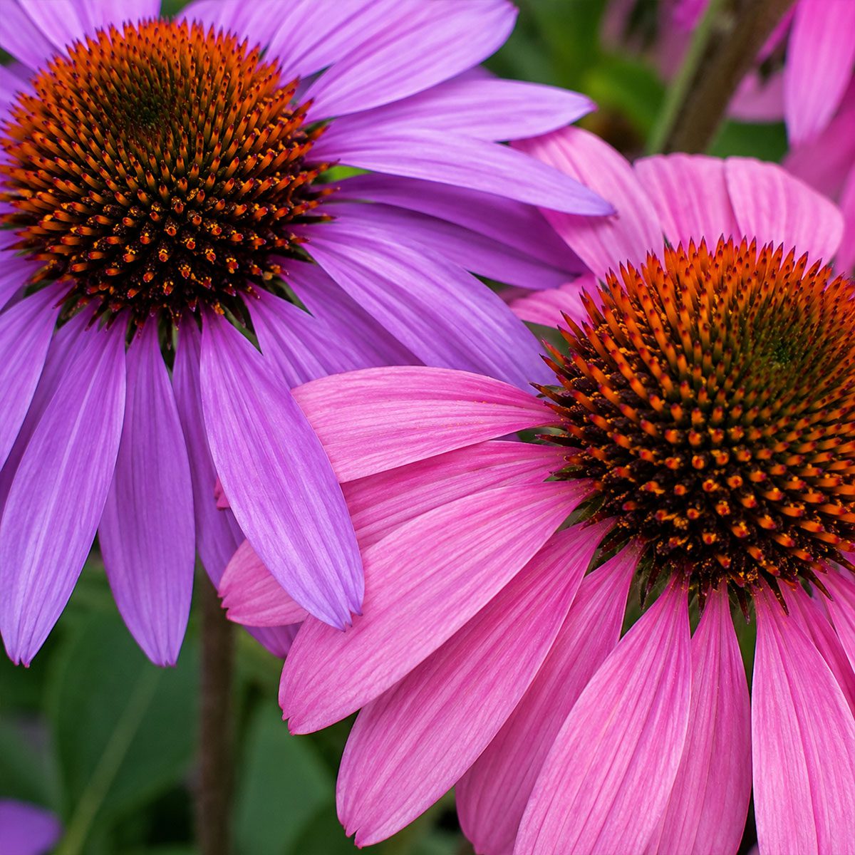 50 Pink & Purple Echinacea Coneflower Seeds UK Hardy Perennial Flower for Pots 3