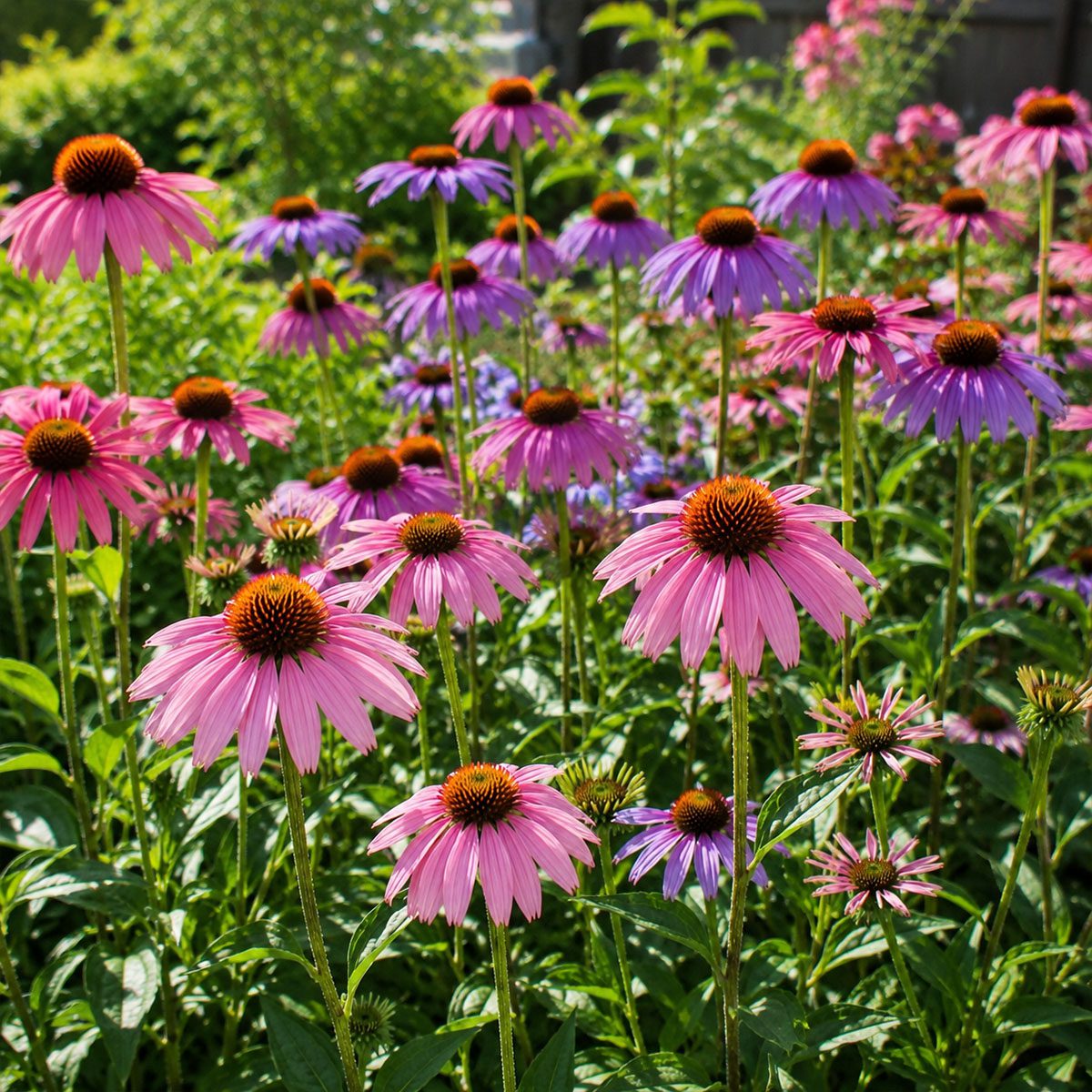 50 Pink & Purple Echinacea Coneflower Seeds UK Hardy Perennial Flower for Pots 4