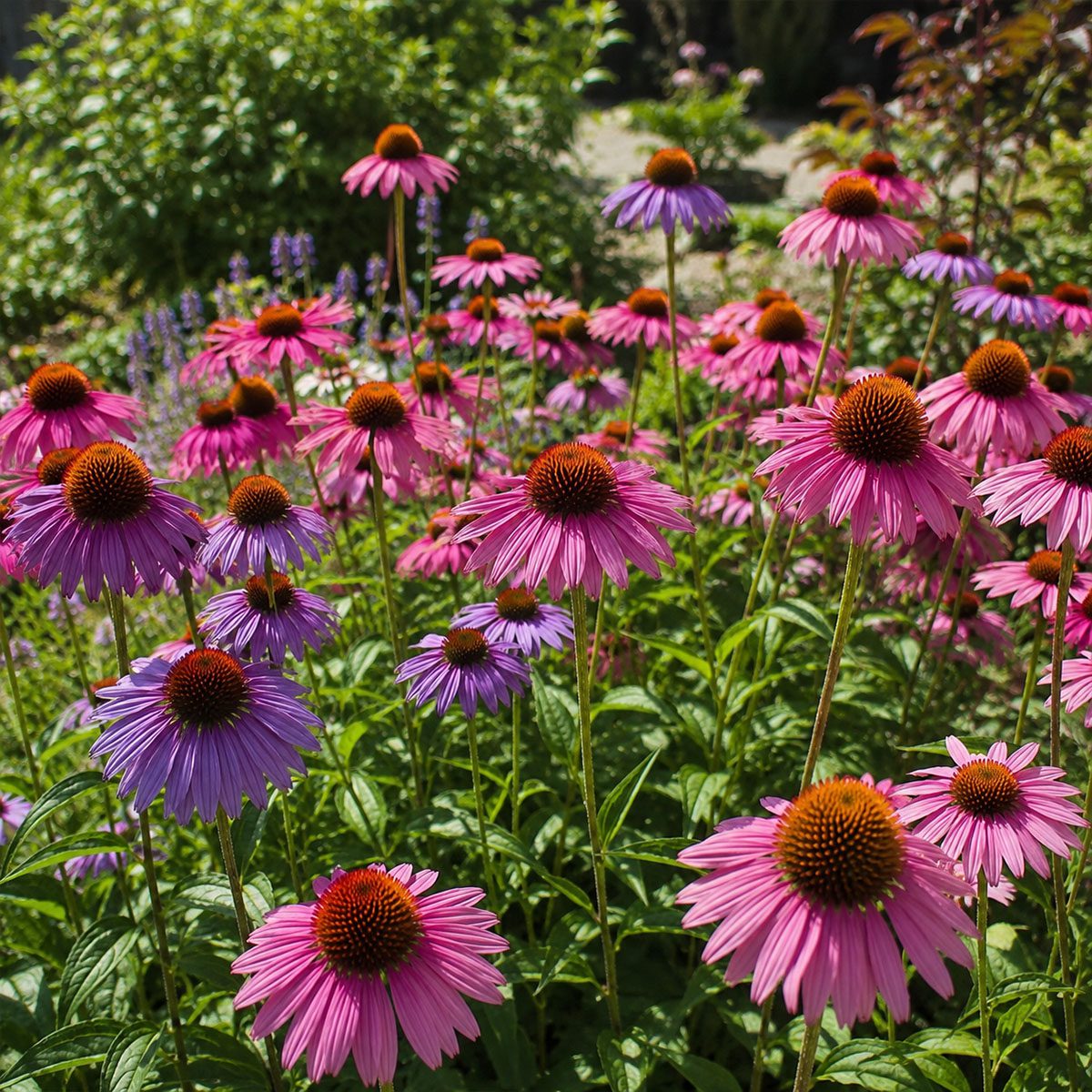 50 Pink & Purple Echinacea Coneflower Seeds UK Hardy Perennial Flower for Pots 5