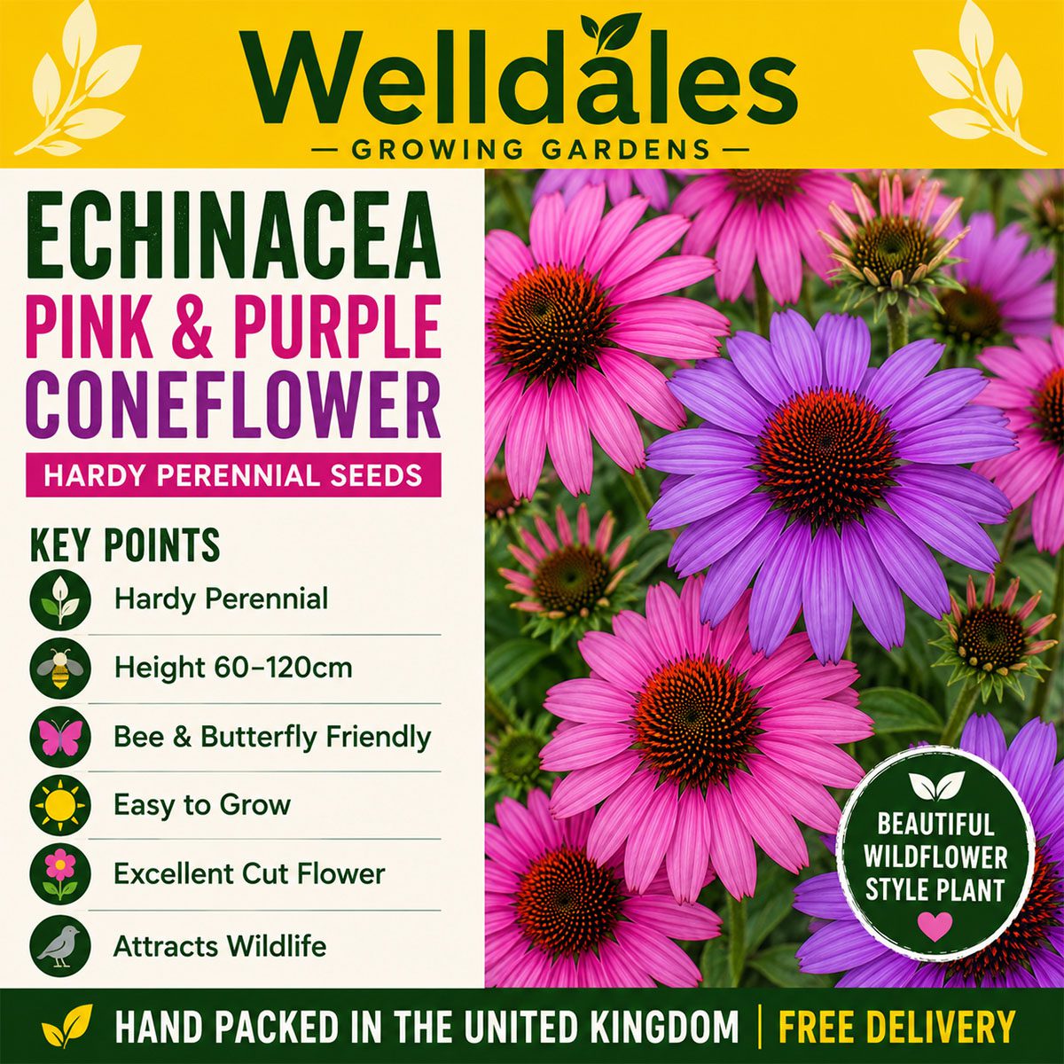 50 Pink & Purple Echinacea Coneflower Seeds UK Hardy Perennial Flower for Pots 7