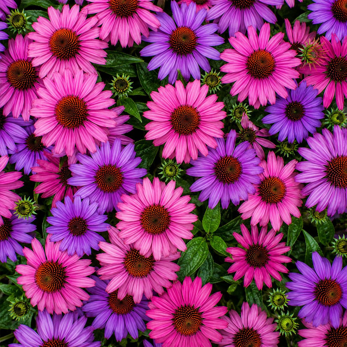 50 Pink & Purple Echinacea Coneflower Seeds UK Hardy Perennial Flower for Pots