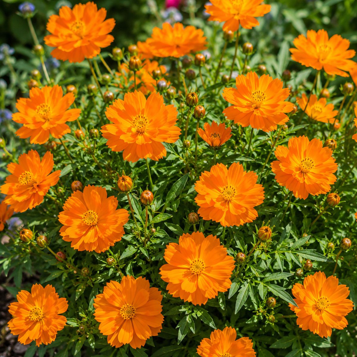 50 Pure Orange Tall Cosmos Seeds Easy to Grow UK Garden Pot Flowers for Planting 2