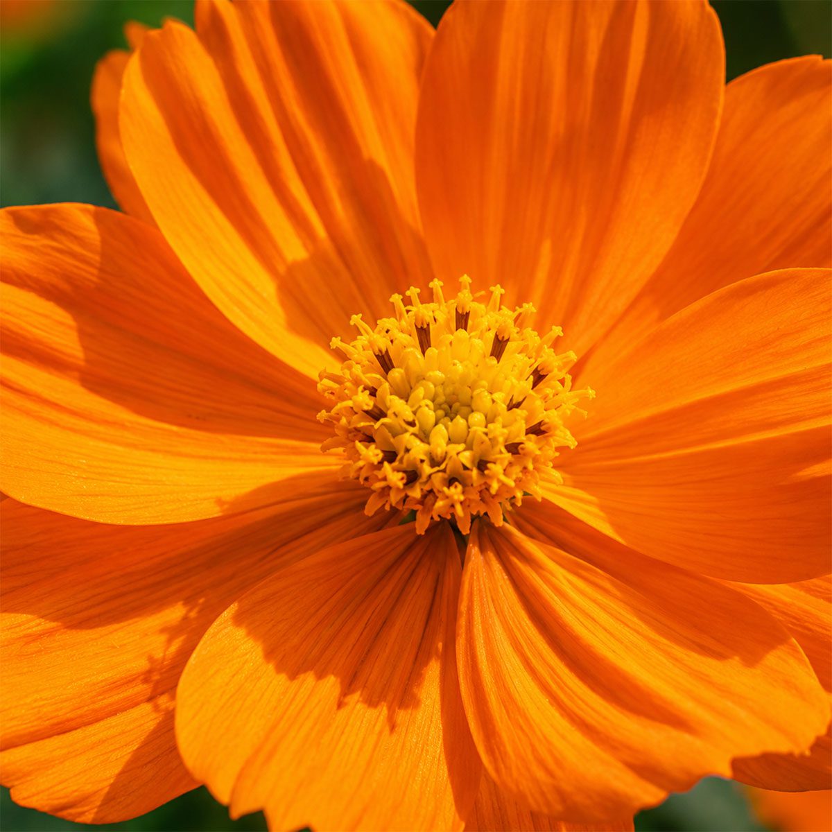50 Pure Orange Tall Cosmos Seeds Easy to Grow UK Garden Pot Flowers for Planting 3