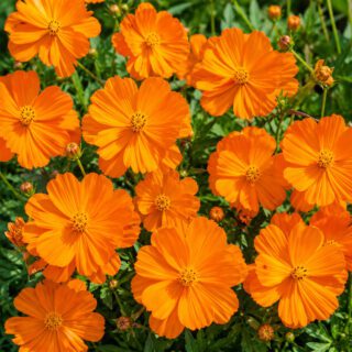 50 Pure Orange Tall Cosmos Seeds Easy to Grow UK Garden Pot Flowers for Planting 4