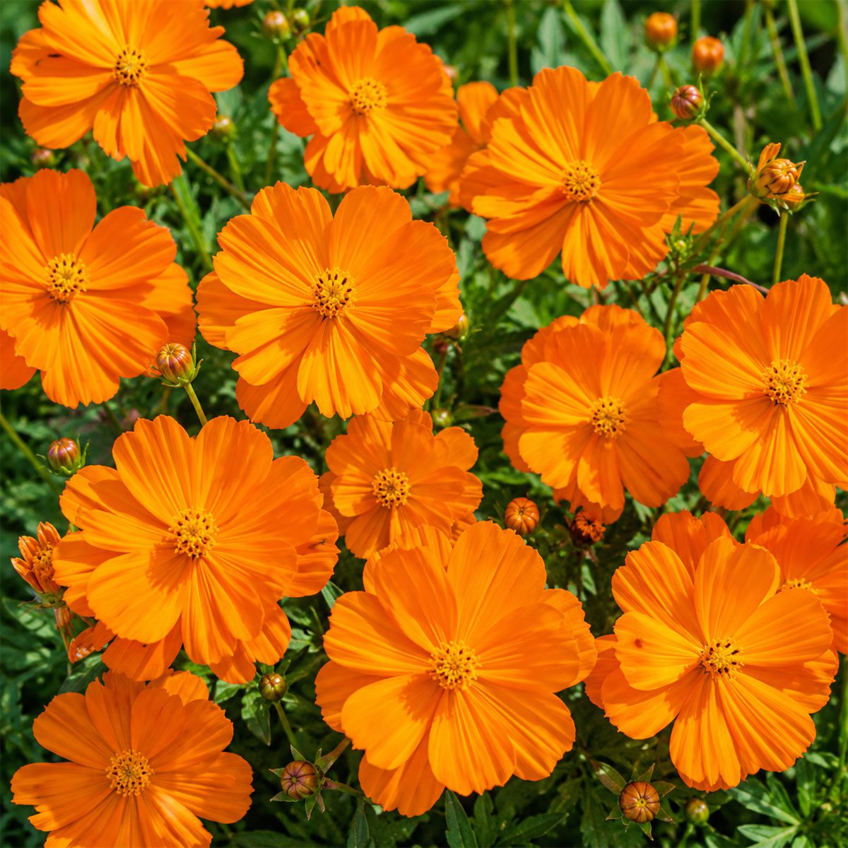 50 Pure Orange Tall Cosmos Seeds Easy to Grow UK Garden Pot Flowers for Planting 4