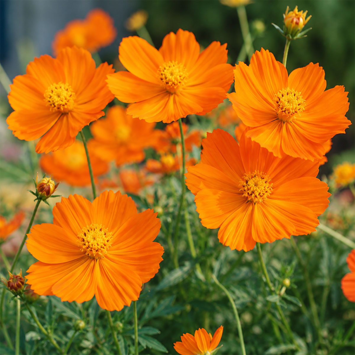 50 Pure Orange Tall Cosmos Seeds Easy to Grow UK Garden Pot Flowers for Planting 5