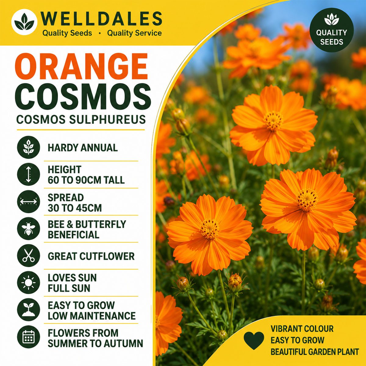 50 Pure Orange Tall Cosmos Seeds Easy to Grow UK Garden Pot Flowers for Planting