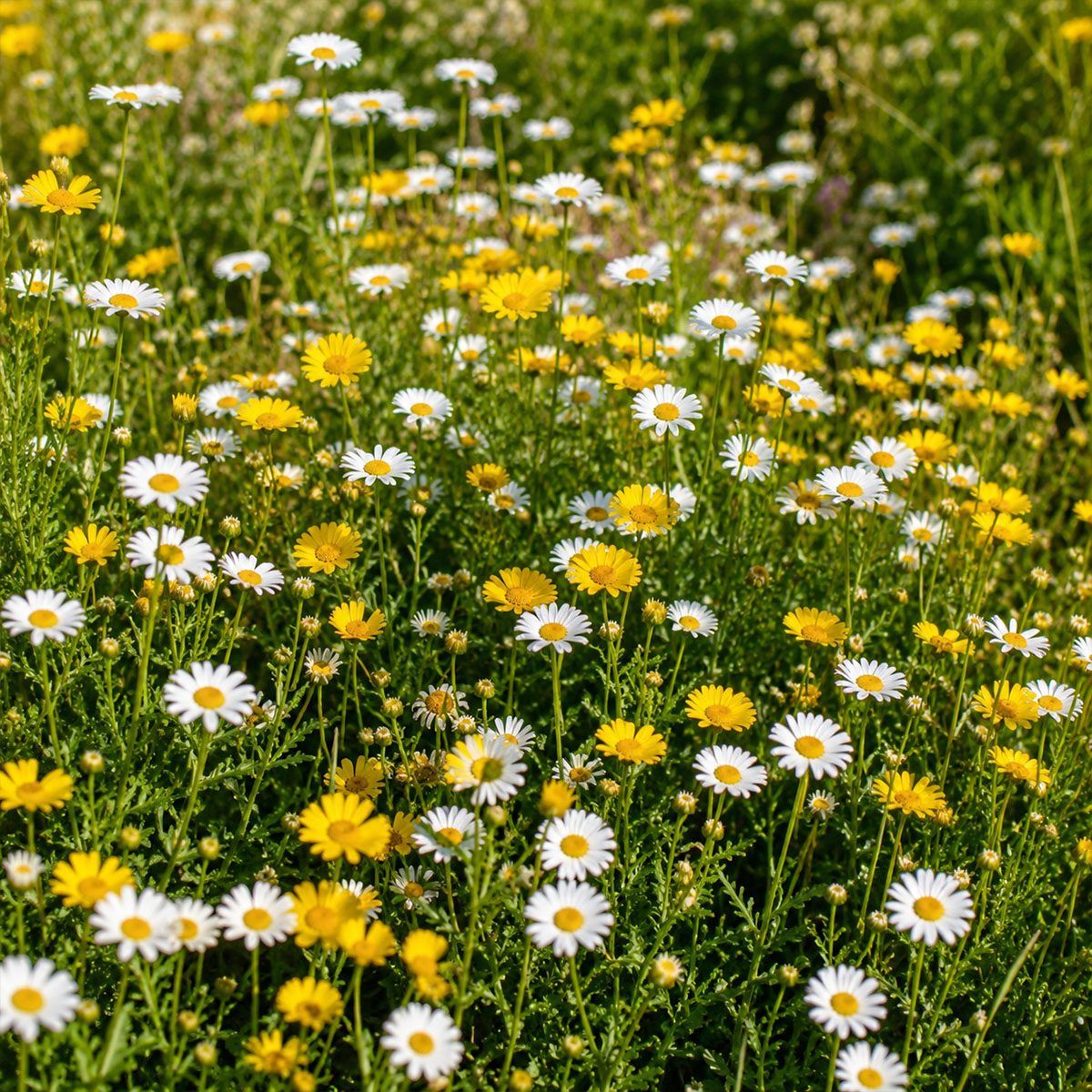 50 UK Hardy Yellow & White English Daisy Seeds Common Wild Lawn Chrysanthemum 2