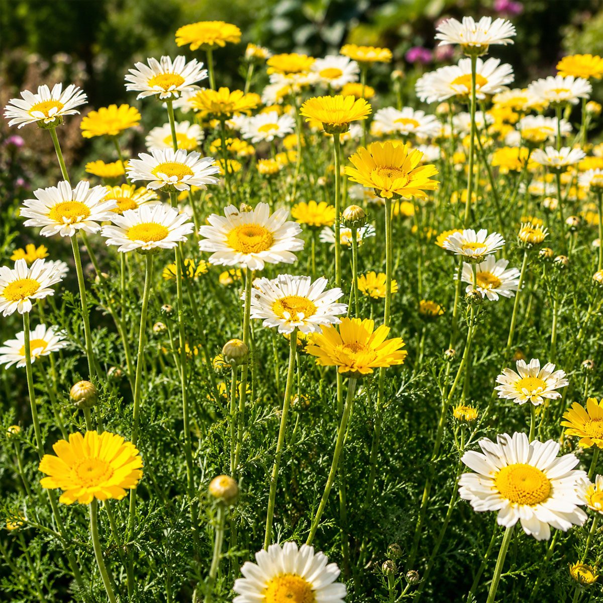 50 UK Hardy Yellow & White English Daisy Seeds Common Wild Lawn Chrysanthemum 3