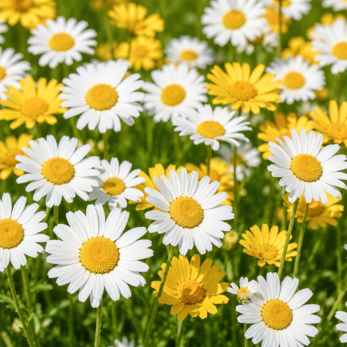 50 UK Hardy Yellow & White English Daisy Seeds Common Wild Lawn Chrysanthemum 4