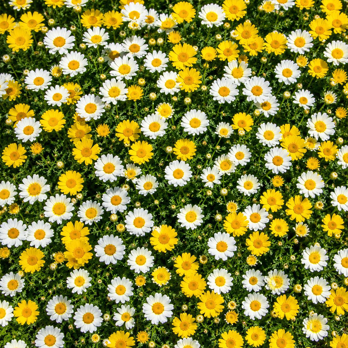50 UK Hardy Yellow & White English Daisy Seeds Common Wild Lawn Chrysanthemum