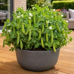 10 Winter Hardy Dwarf Garden Pea Seeds Meteor UK Early First Heirloom Vegetables 4