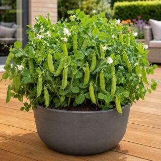 10 Winter Hardy Dwarf Garden Pea Seeds Meteor UK Early First Heirloom Vegetables 4