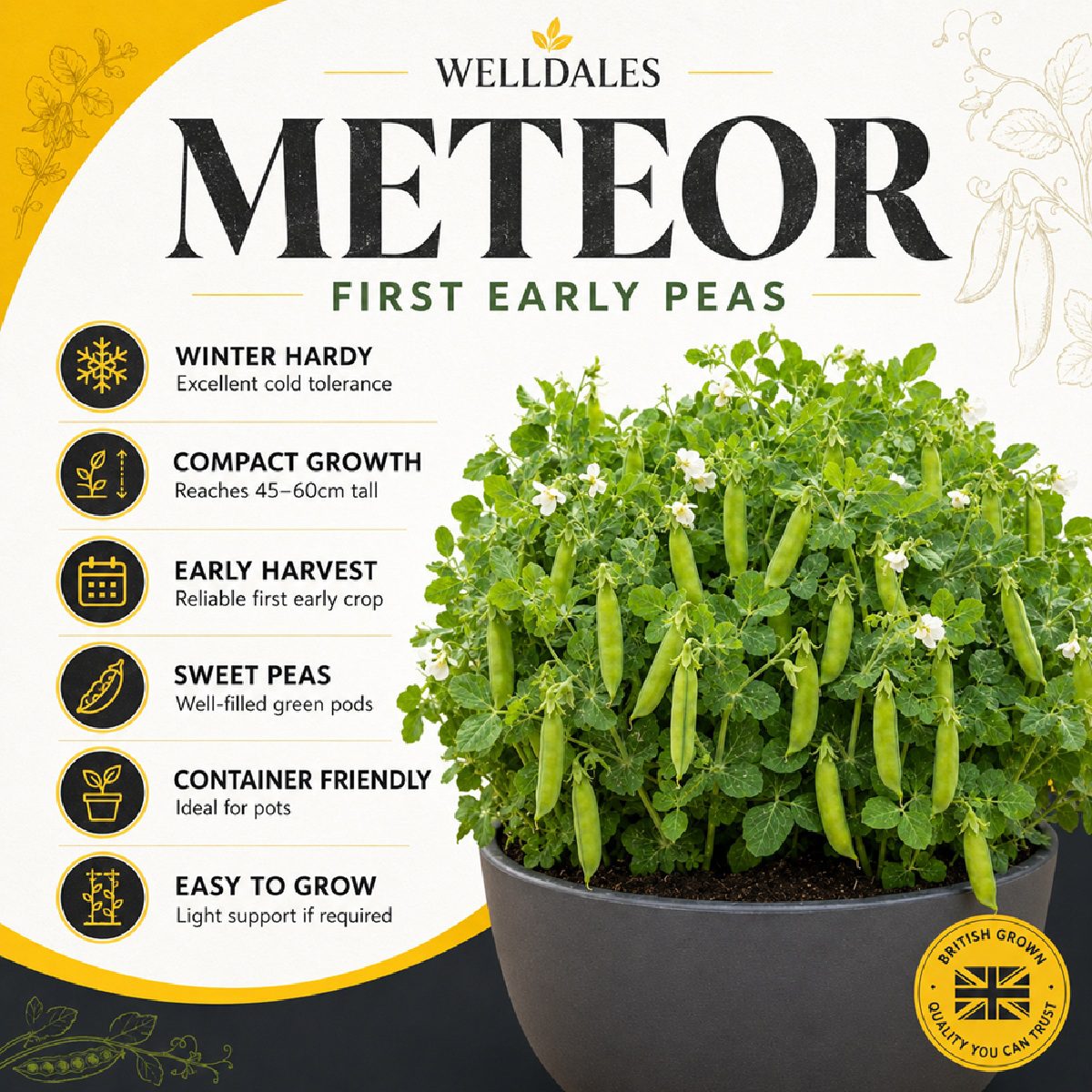 10 Winter Hardy Dwarf Garden Pea Seeds Meteor UK Early First Heirloom Vegetables