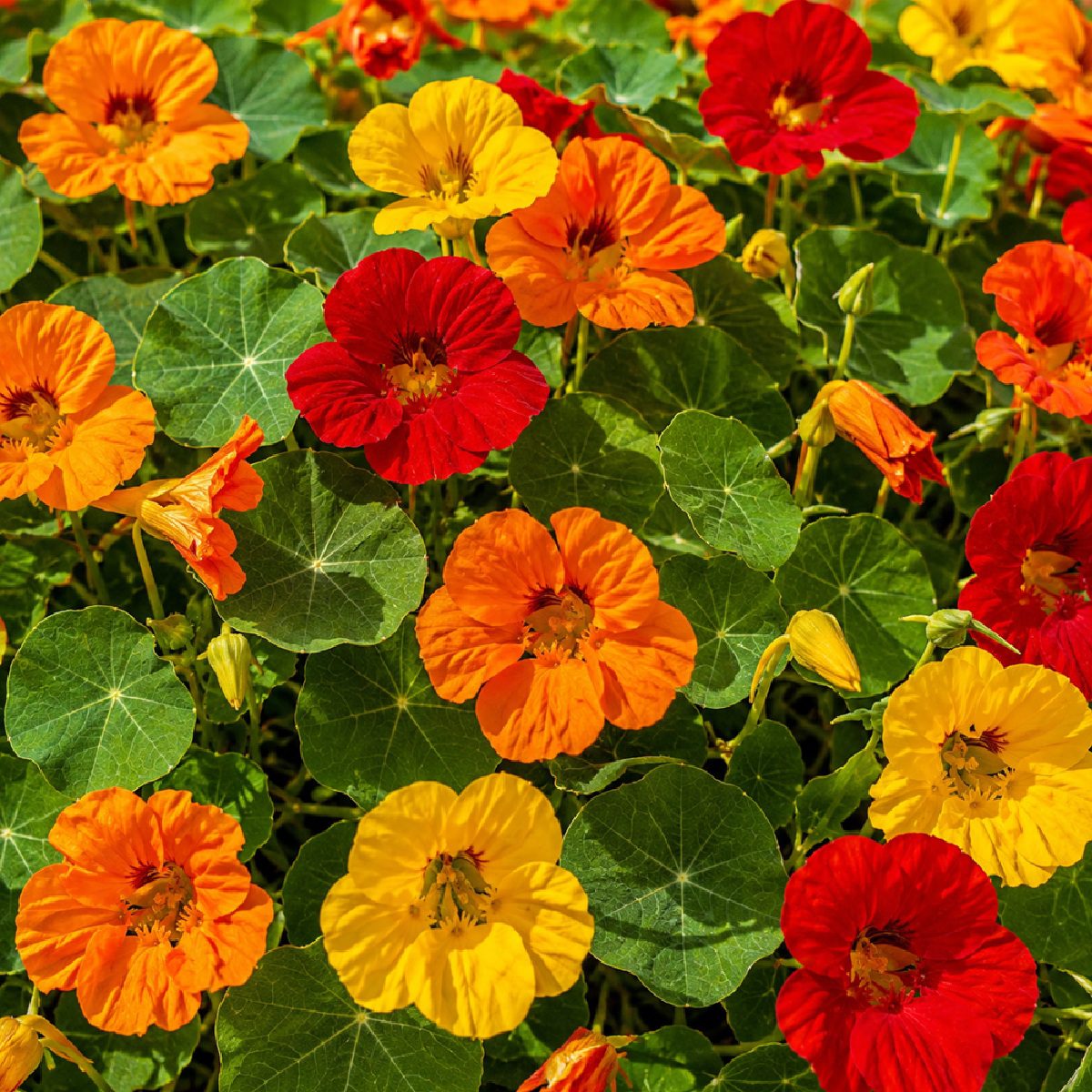 20 Mixed Red Yellow & Orange Dwarf Nasturtium Seeds Bushy Border Flowers to Grow 5