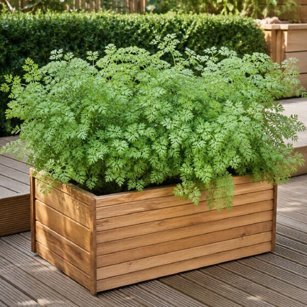 50 Gourmet French Parsley Seeds Chervil Easy to Grow All Year Round Kitchen Herb 6
