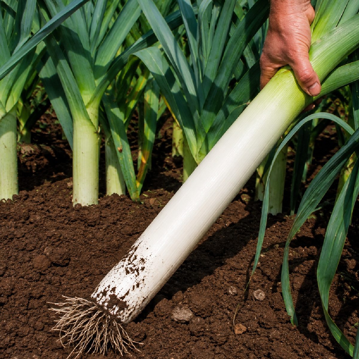 50 Hardy Italian Winter Giant Leek Seeds To Grow D'Inverno Vegetable to Plant 3