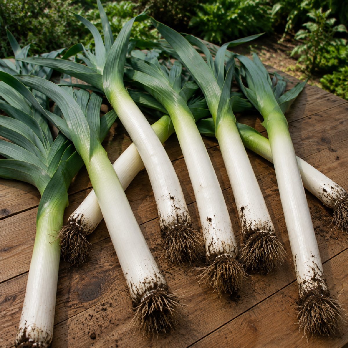 50 Hardy Italian Winter Giant Leek Seeds To Grow D'Inverno Vegetable to Plant 4