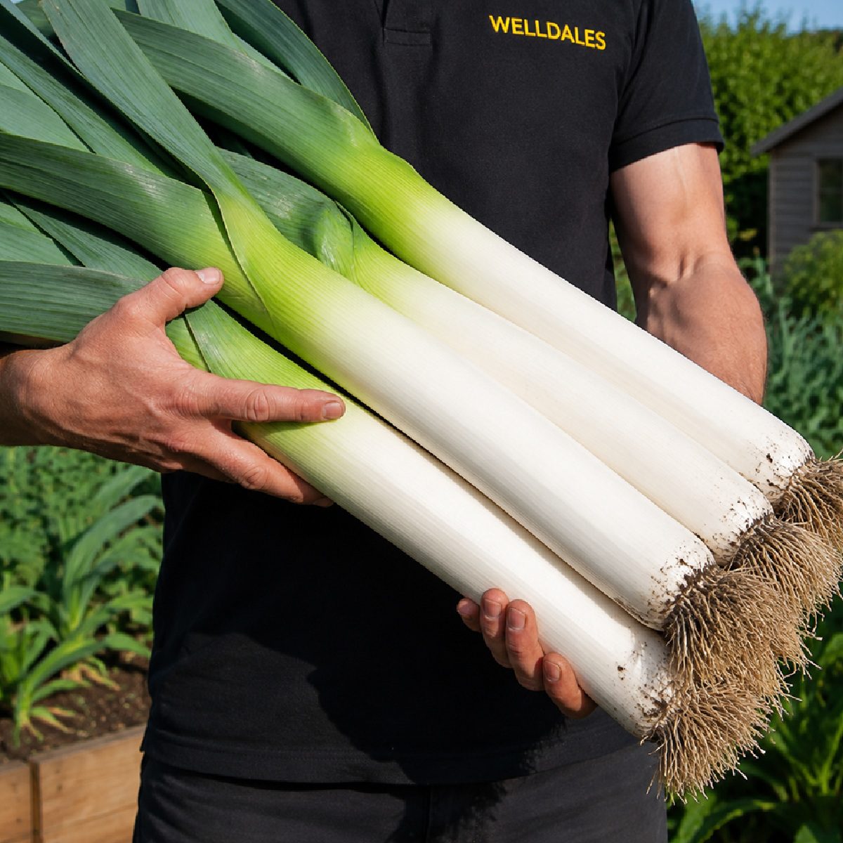 50 Hardy Italian Winter Giant Leek Seeds To Grow D'Inverno Vegetable to Plant